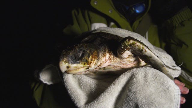 Nancy Rabke Sea Turtle Rescue - Night Walk